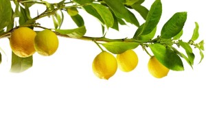 shutterstock_92262802-3 lemon branch zonder tekst