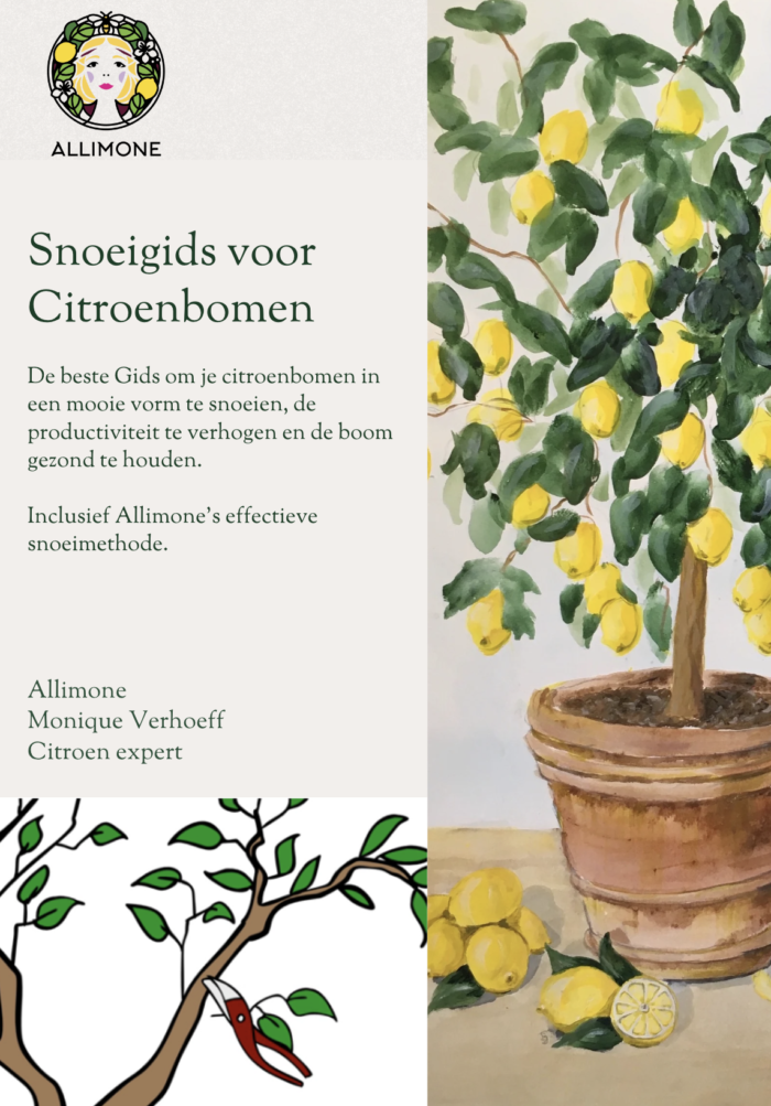 Snoeigids voor Citroenbomen