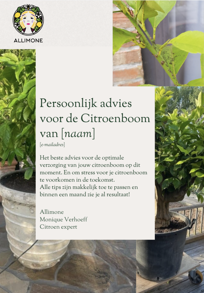 Persoonlijk advies Citroenboom